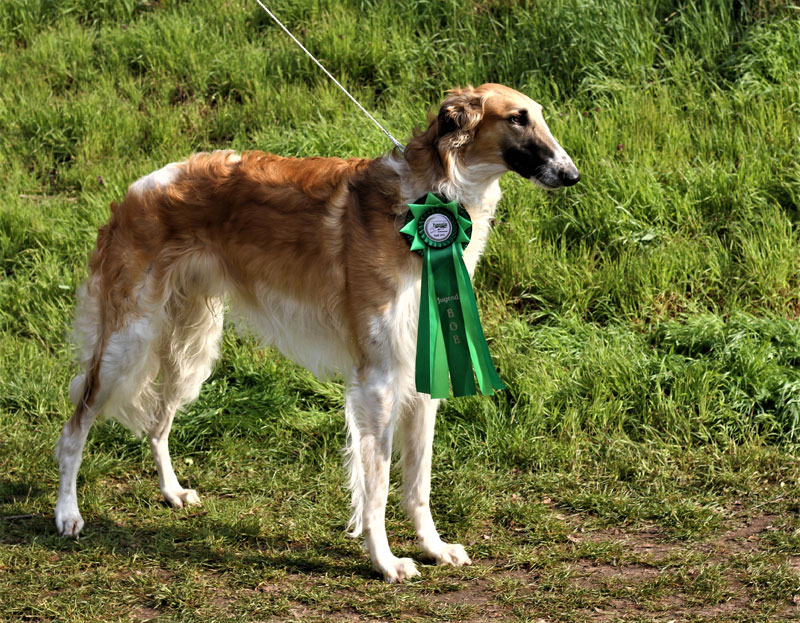 Stepun's Haribowitch